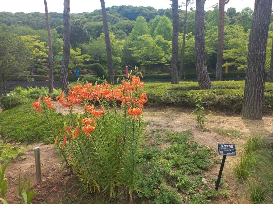 수목원 사진 6
