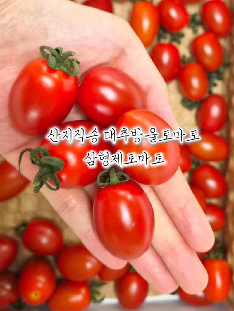 [대추방울토마토] 삼형제토마토로 신선하고 과육좋은 방울토마토 즐기기