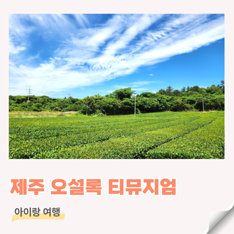 돌아기랑 제주 중문 가볼만한곳 오설록 티뮤지엄 방문 후기