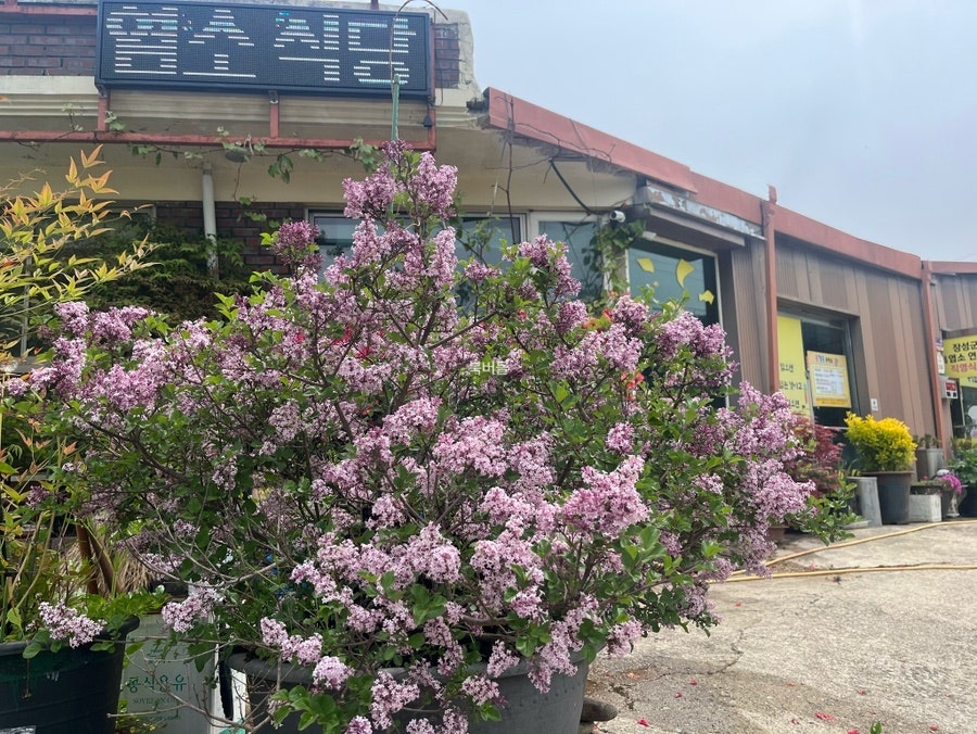 홍길동흑염소 사진 5