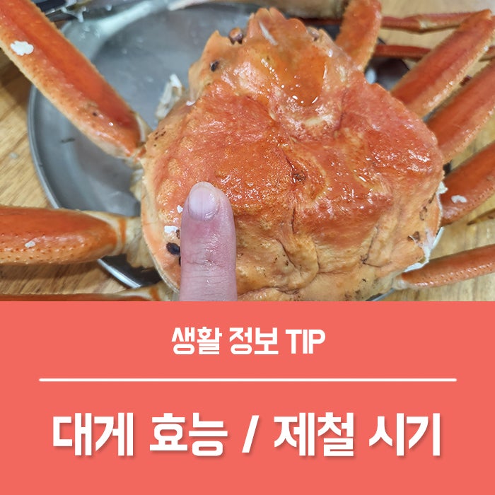 대게 효능 4가지, 대게 제철시기와 칼로리는?