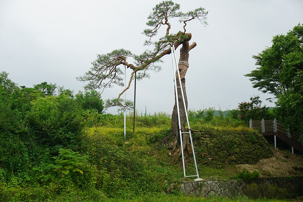 청정 사진 3