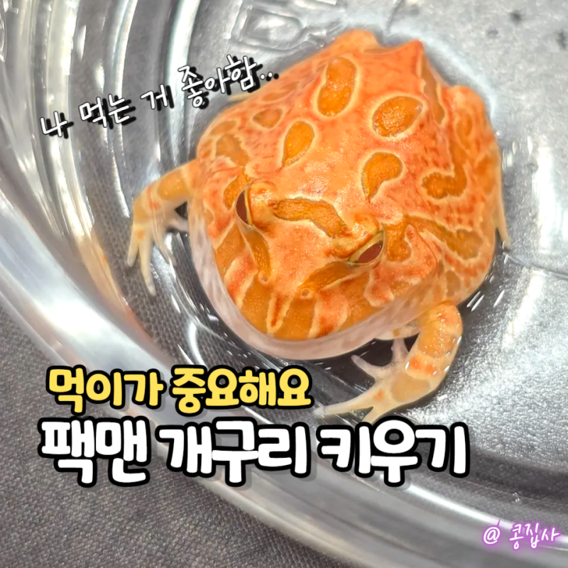 팩맨 개구리 키우기, 먹이만 잘 챙겨줘도 절반은 성공!