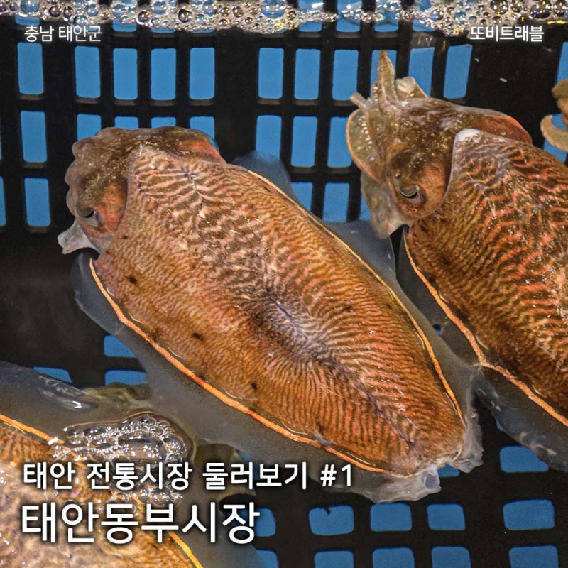 태안여행 전통시장 둘러보기 태안동부시장