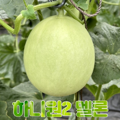 고당도 하니원2 멜론 2kg 4kg 6kg 8kg 10kg 강원도 인제 산지직송 프리미엄 과일 추천