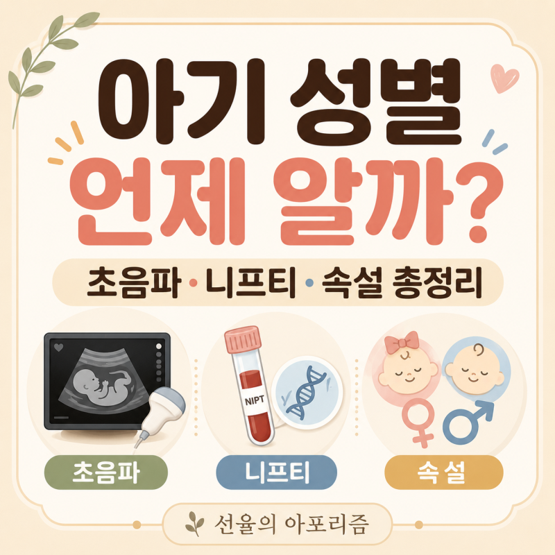 아기 성별 언제 알 수 있을까? 초음파, 니프티, 속설 총정리