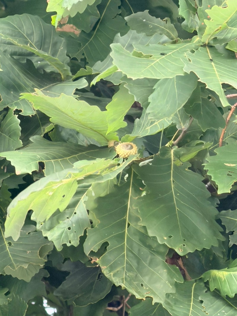 [낙엽활엽교목] 떡갈나무 , 도토리나무 (Quercus dentata)