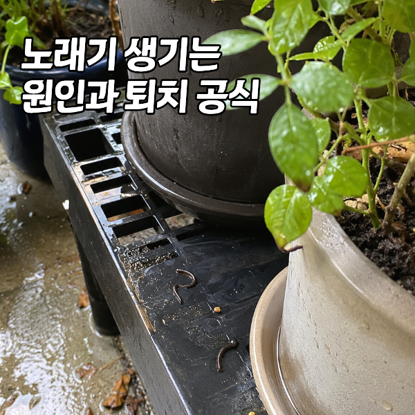 지네 닮은 노래기 생기는 원인과 퇴치방법 "비 온 뒤 출몰하는 지독한 노래기"