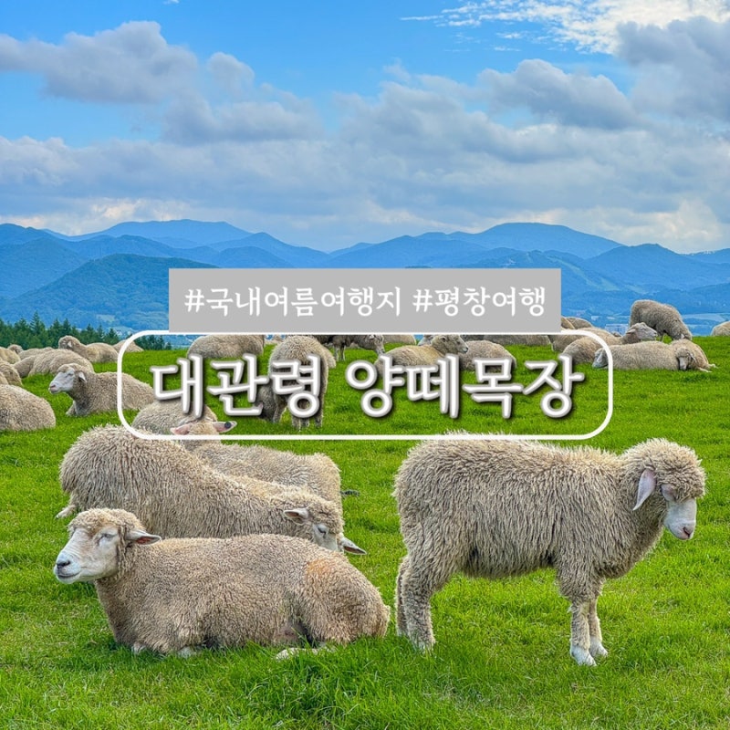 강원도 평창 대관령 양떼목장 여름 국내여행 추천