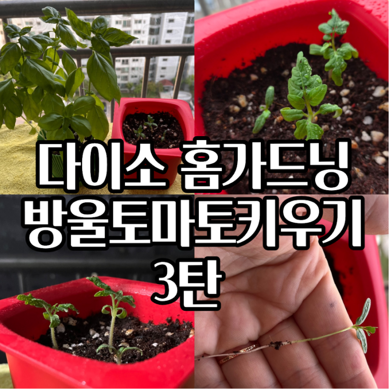 다이소 방울토마토 키우기 3탄 솎아주기 후 폭풍성장