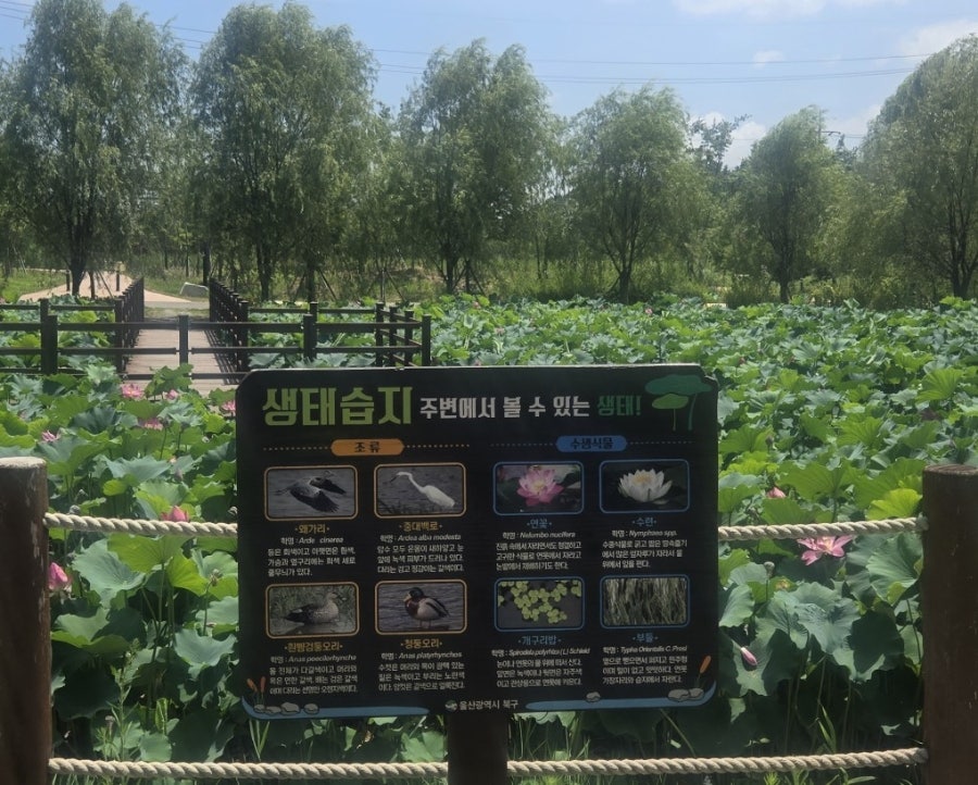 명촌순두부보쌈 사진 2