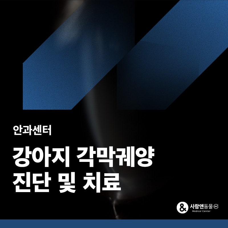 강아지가 눈을 못뜨고 눈물을 흘려요. 각막궤양 증상일까요?