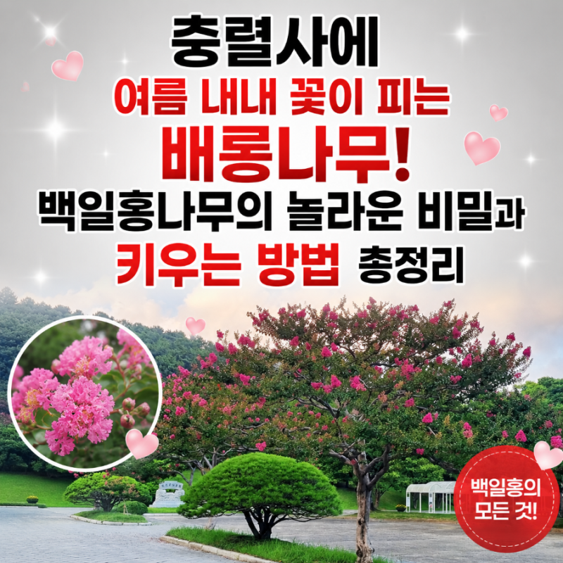충렬사에 여름 내내 꽃이 피는 배롱나무! 백일홍나무의 놀라운 비밀과 키우는 방법 총정리