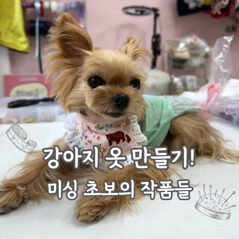 강아지옷 만들기 미싱 공방 초급반 3주차 후기(케이프, 실내복, 양면조끼 DIY)