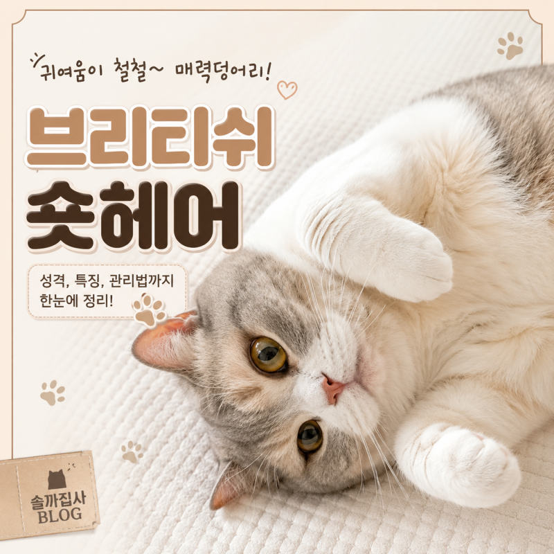 브리티쉬숏헤어 분양 전 뼈 때리는 실키우기 솔직 후기 (털 빠짐, 성격 3년 차 집사의 리얼 분....