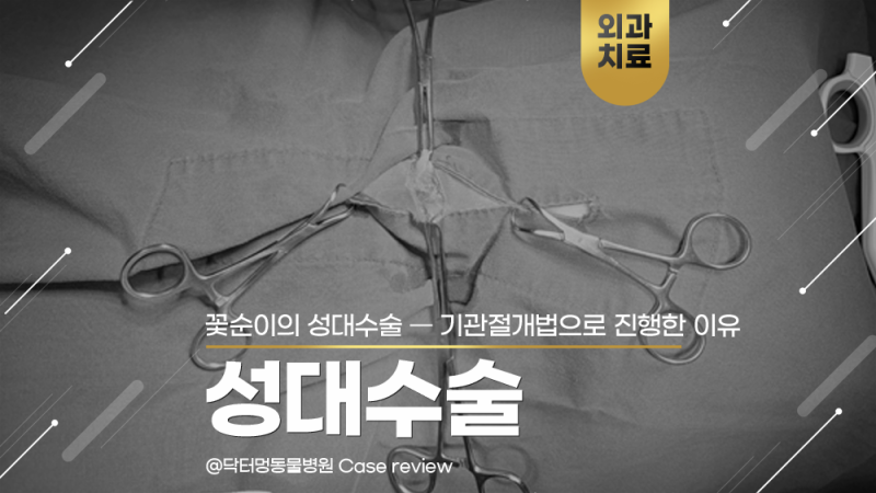 신중하게 선택해야 할 강아지 성대수술, 닥터멍동물병원 수술 후기(기관절개법)