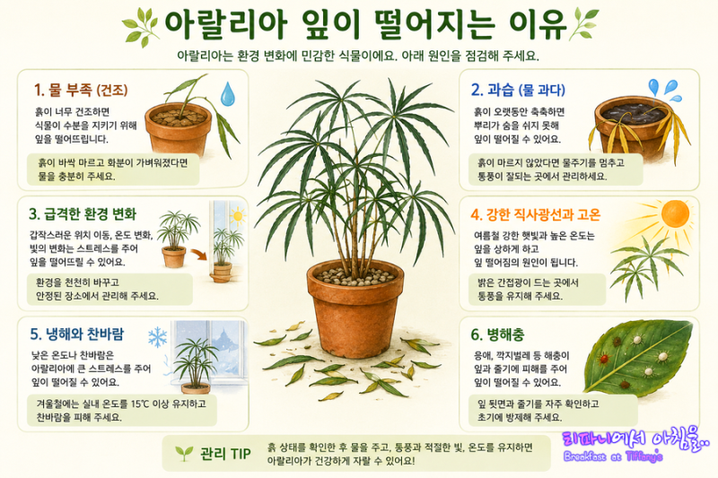 잘 자라던 아랄리아 잎이 갑자기 우수수 ! 잎 떨어짐 원인과 대처방법 & 키우기 팁 알아보기