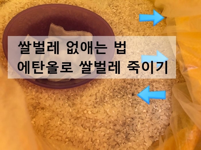 쌀벌레 퇴치 방법
