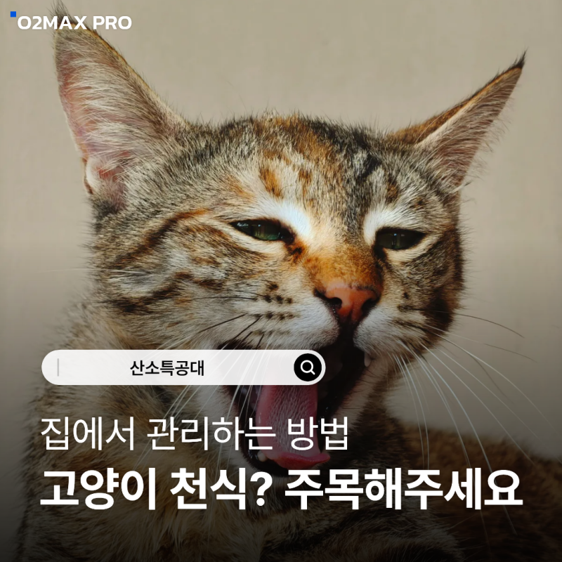 고양이 천식 증상 가이드 : 기침 발작 전 신호와 집에서 대처하는 방법