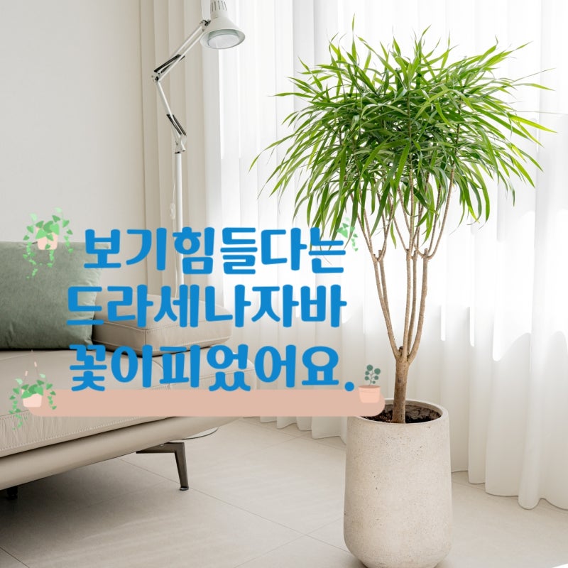 드라세나 자바 꽃 키우기 물주기부터 꽃말 분갈이 방법까지