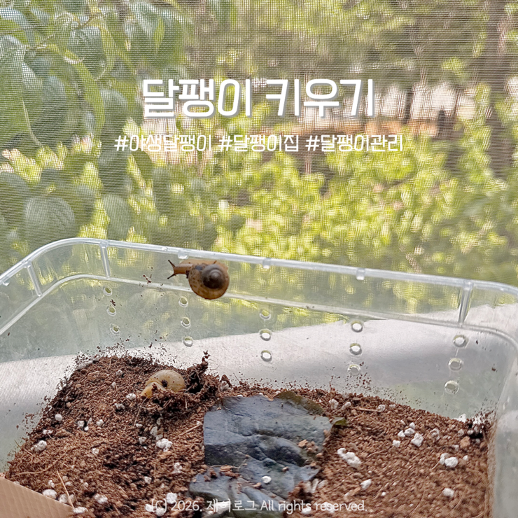 [달팽이 키우기] 길에서 주운 달팽이 두 마리, 건강하게 키우는 먹이·환경·관리법 총정리!