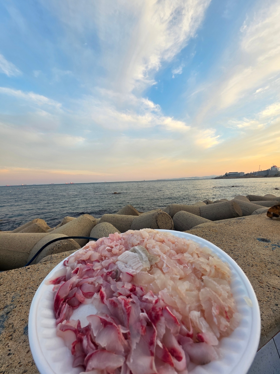 은빛해물 사진 3