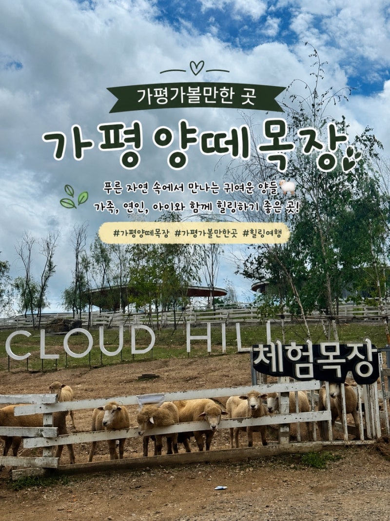 가평양떼목장｜소풍캠핑장 다음 코스로 추천! 아이와 함께한 가평 힐링 여행