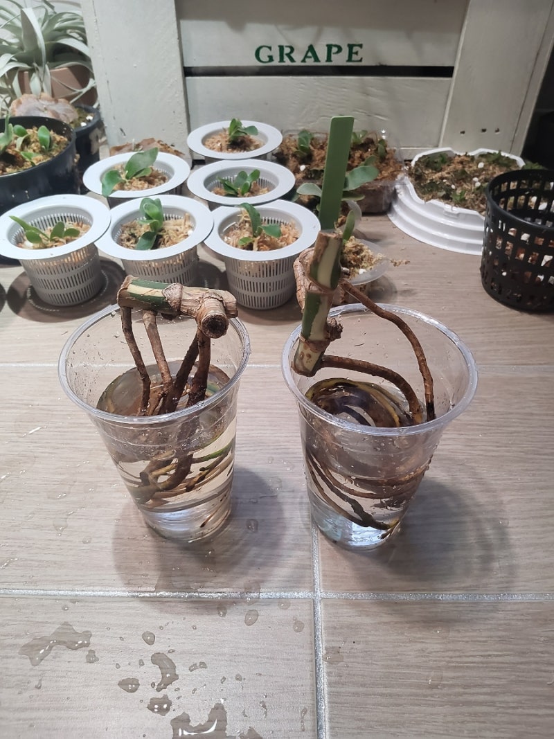 [식물일기]애증의 몬스테라 알보 성장 정체 원인, 화분 개미 집 습격으로 결국 뿌리 컷팅 (알....