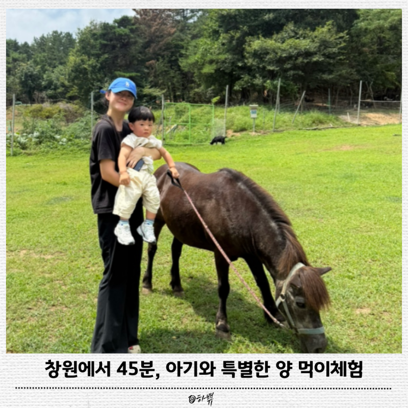 함안 양떼목장 15개월 아기와 다녀온 후기 창원 근교 아이와 가볼만한곳