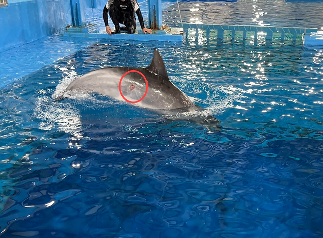 부상당한 강릉고래 '<b>안목이</b>' 포획 치료중...장생포 고래생태체험관....