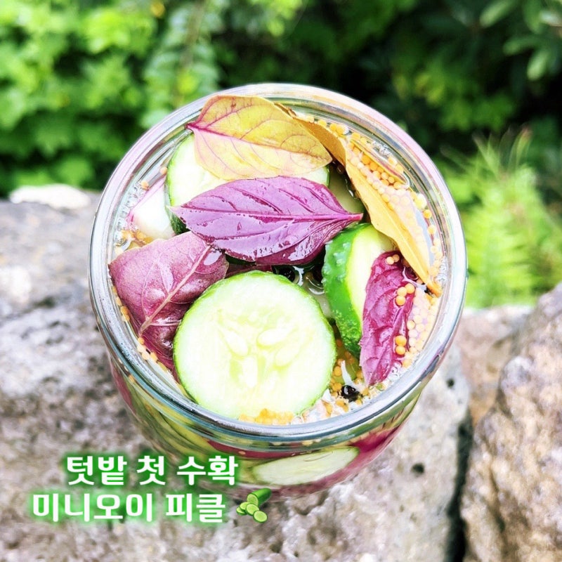 텃밭 첫 수확 미니 오이 피클 만들기｜월동한 할라피뇨와 함께 담근 여름 저장식