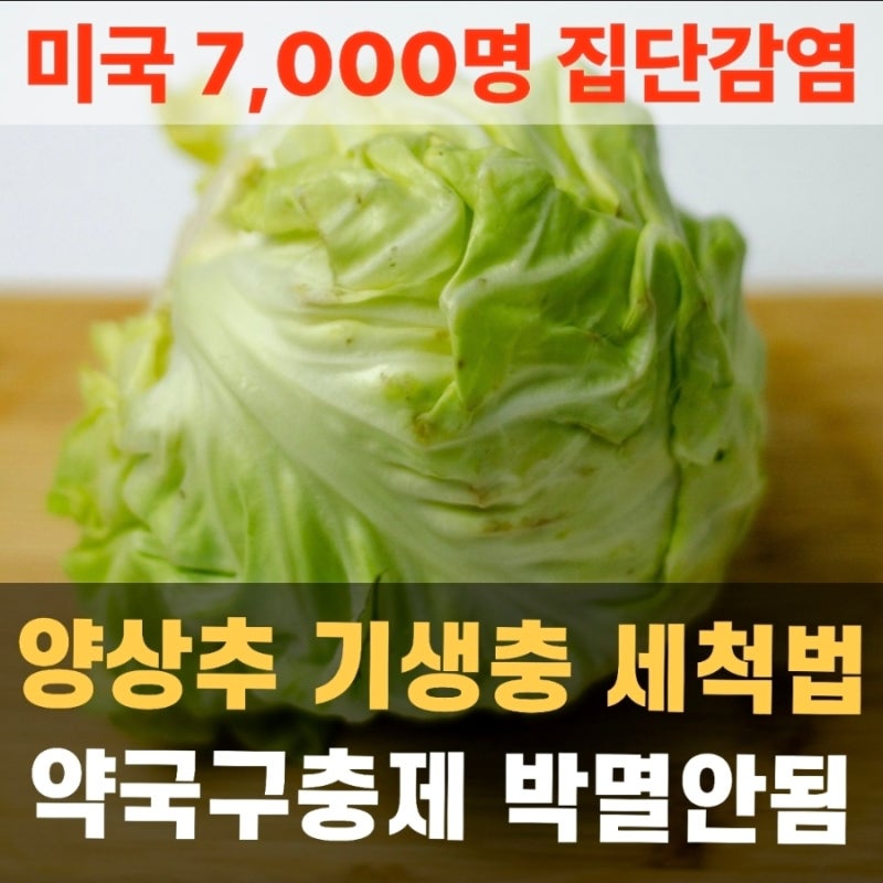 양상추 기생충, 약국 구충제로도 안죽는다? 양상추 세척법
