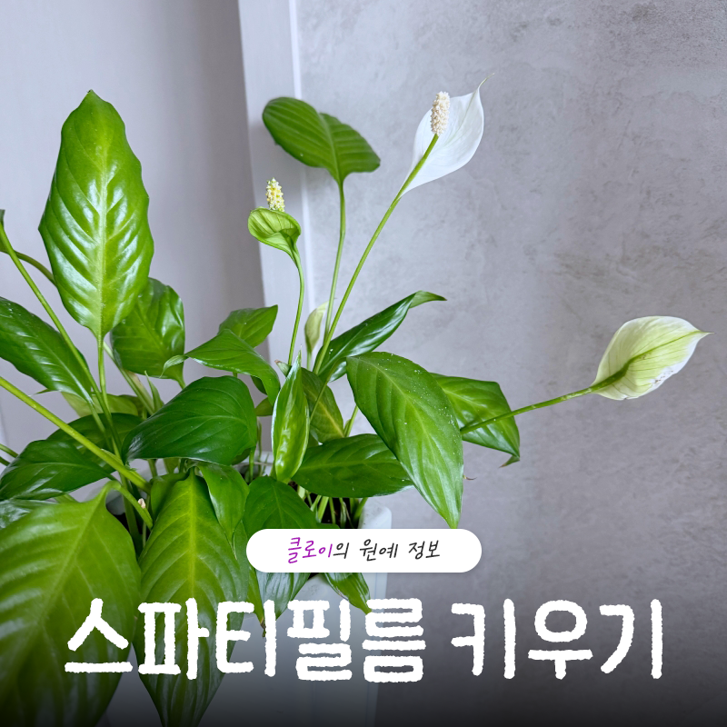 스파티필름 키우기 물주기와 분갈이 및 잎 끝 갈변 원인까지 총정리