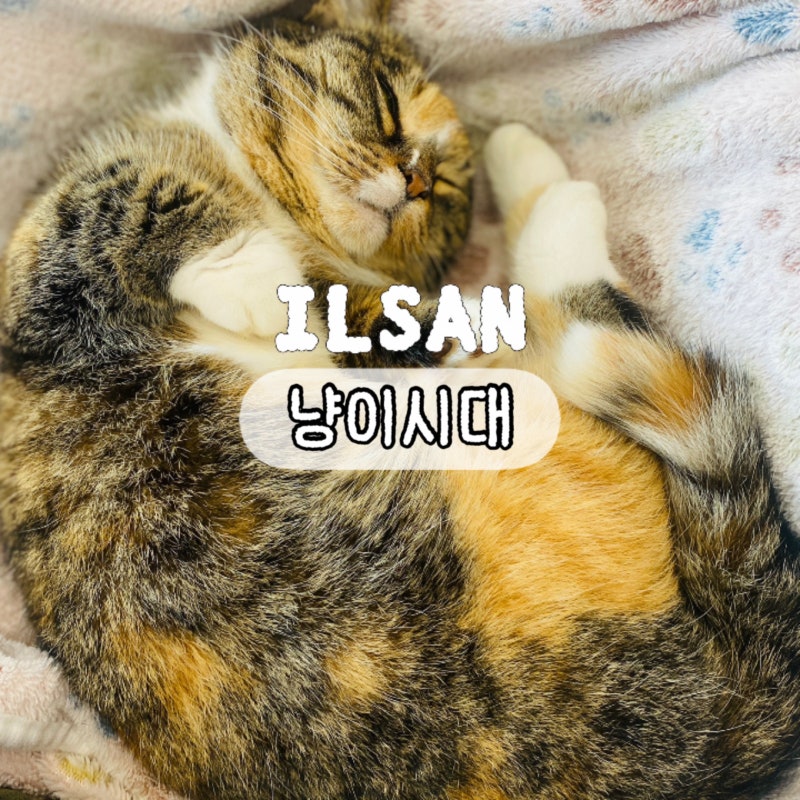 일산 데이트 고양이 카페 냥이시대 | 입장료 할인 주의사항