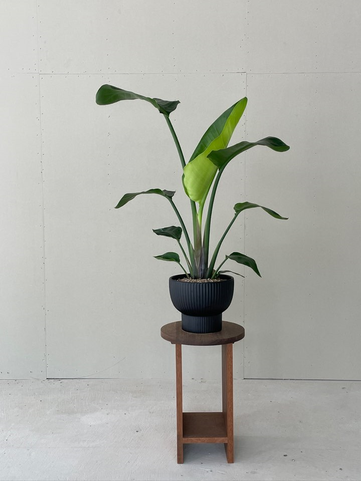 [Plant] 극락조 키우기, 여인초와 차이점 다이브인플라워