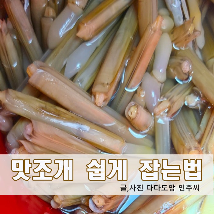 맛조개스팟 태안 몽산포 맛조개 쉽게 잡는법 손질방법까지