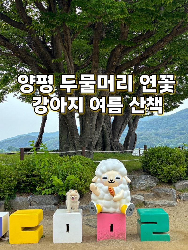 양평 두물머리 애견동반 산책, 7월 연꽃은 아직이고 양산은 필수