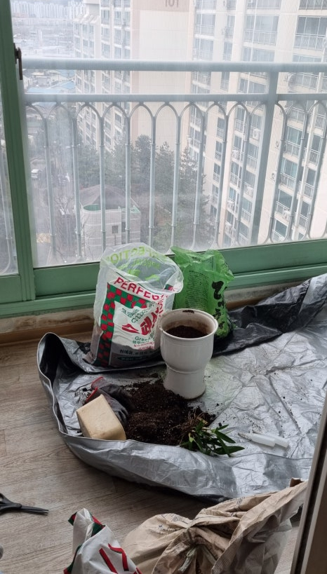연화 사진 5