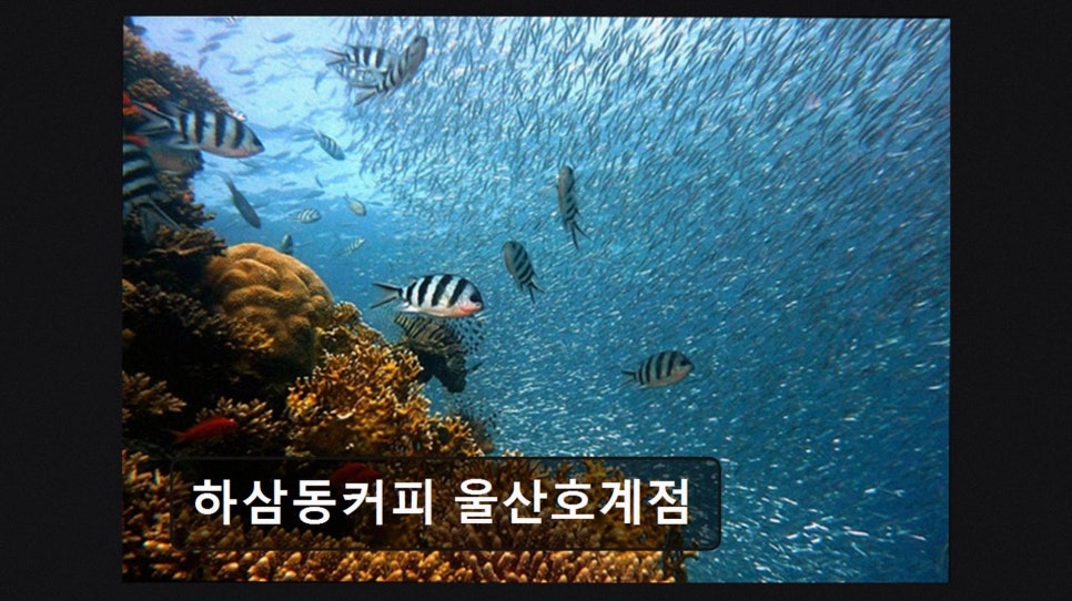 하삼동커피 울산염포점 사진 4