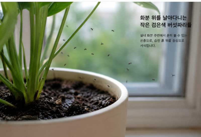 화분 날파리(뿌리파리) 원인과 퇴치법 (3편)