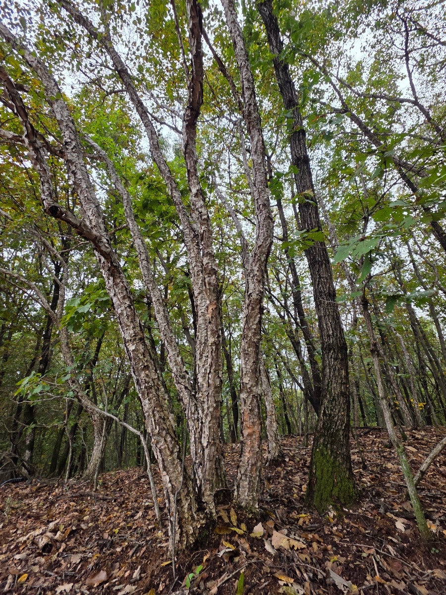 고왕산 사진 6