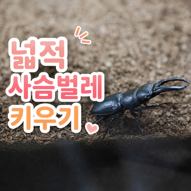 넓적 사슴벌레 키우기, 수명 먹이부터 알 애벌레 번데기까지