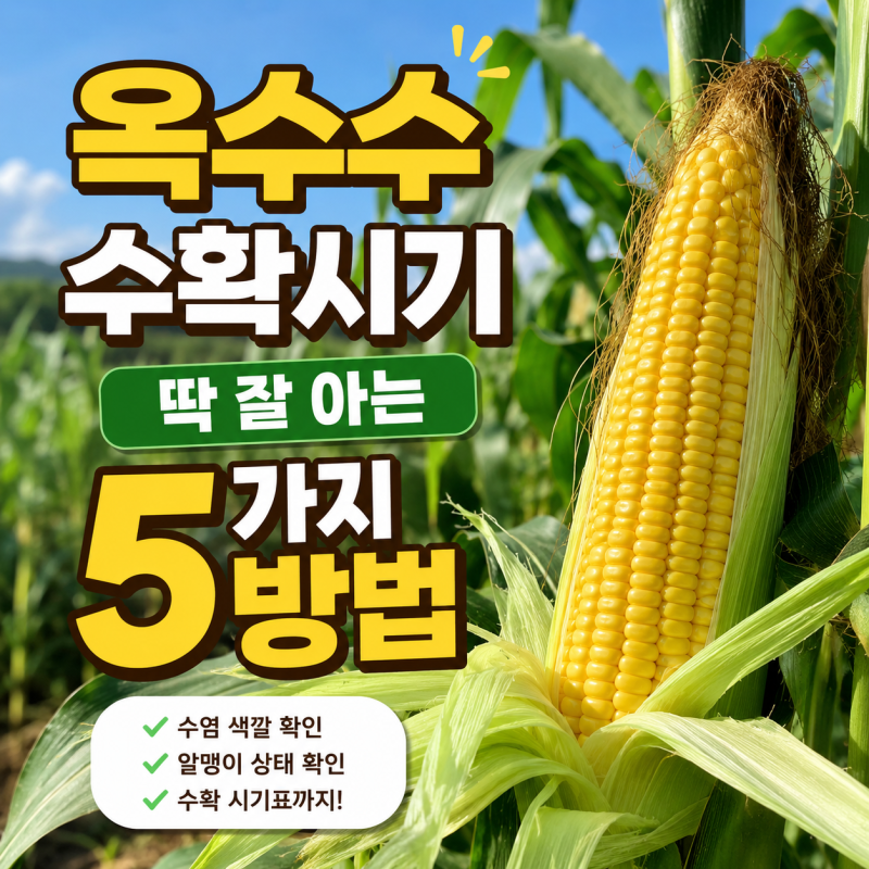 옥수수 수확시기 딱 잘 아는 5가지 방법