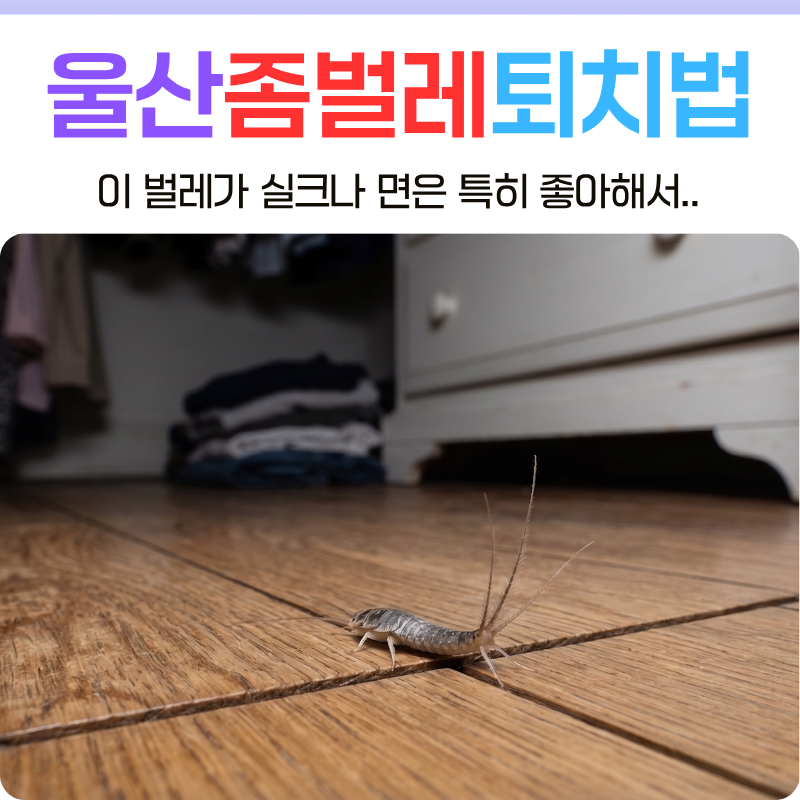 울산 좀벌레퇴치법 여름철 옷 구멍 방지하는 올바른 예방법