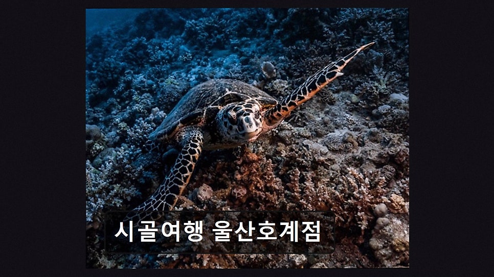 시골여행 울산호계점 사진 3