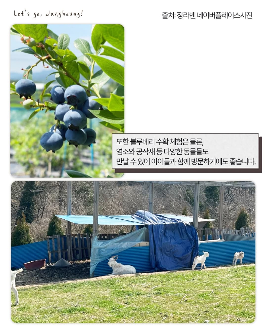 장라벤 사진 5