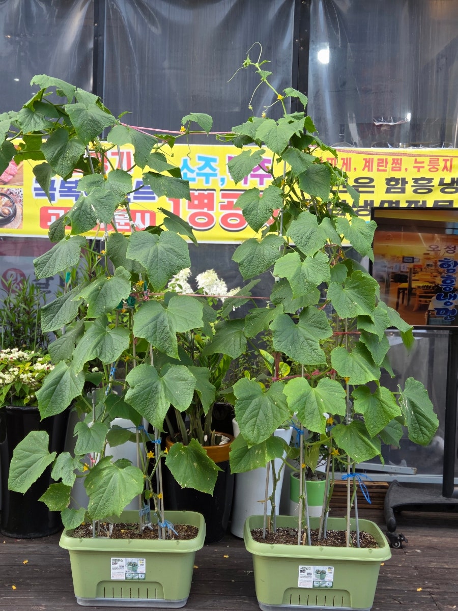 수원왕갈비 사진 6