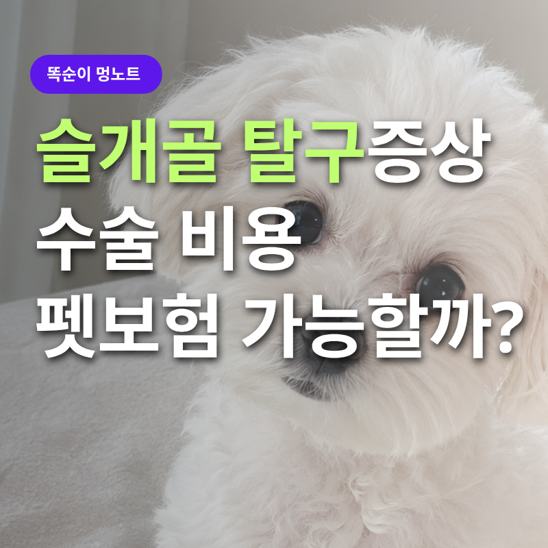 슬개골 탈구 증상과 비용, 수술 전 꼭 알아야 할 6가지
