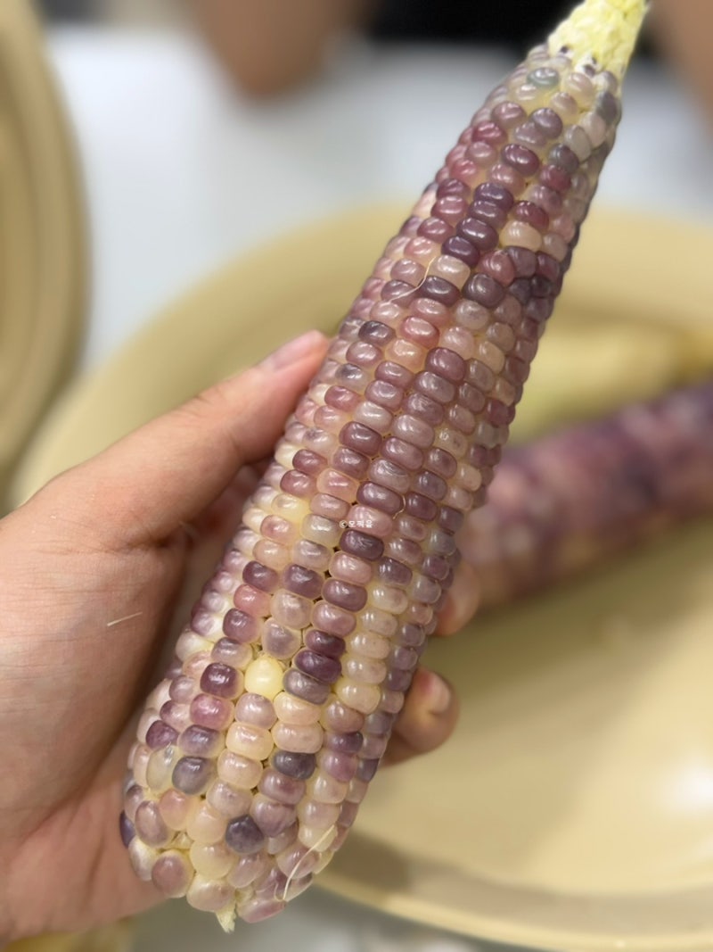 찰옥수수 삶는법 옥수수 삶는 시간, 전자레인지로 괴산 흑찰옥수수 삶기