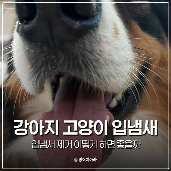 강아지 고양이 입냄새 제거 어떻게 하면 좋을까